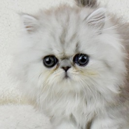 ペルシャ子猫チンチラシルバー