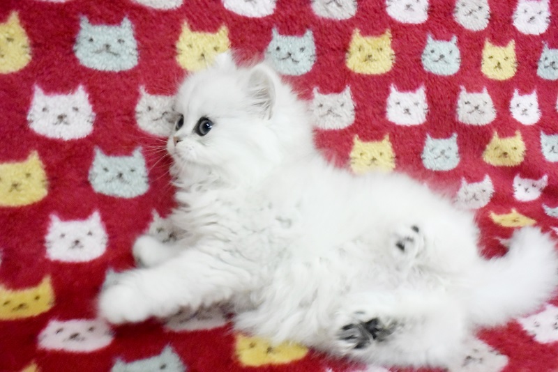 ペルシャチンチラシルバー可愛い女の子0005 サイベリアン ラグドール マンチカン ミヌエット子猫ブリーダー販売はフルーフィーコット