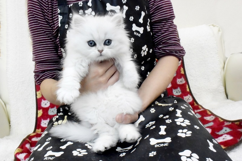 ペルシャチンチラシルバー可愛い女の子0005 サイベリアン ラグドール大型猫 ねこ ブリーダーのフルーフィーコットです