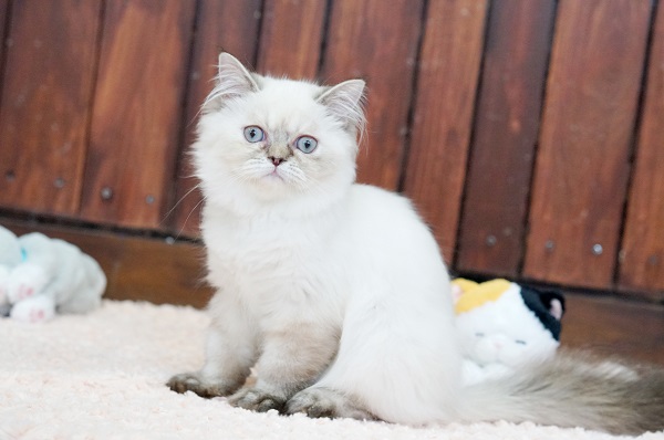 ペルシャ ブルーポイント 可愛い女の子 サイベリアン ラグドールの大型猫マンチカン ミヌエットの短足猫ねこブリーダーのフルーフィーコットです