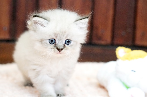 ペルシャ シールリンクスポイント 可愛い男の子 ペルシャ エキゾチックショートヘア ヒマラヤン 子猫ブリーダー販売はフルーフィーコット