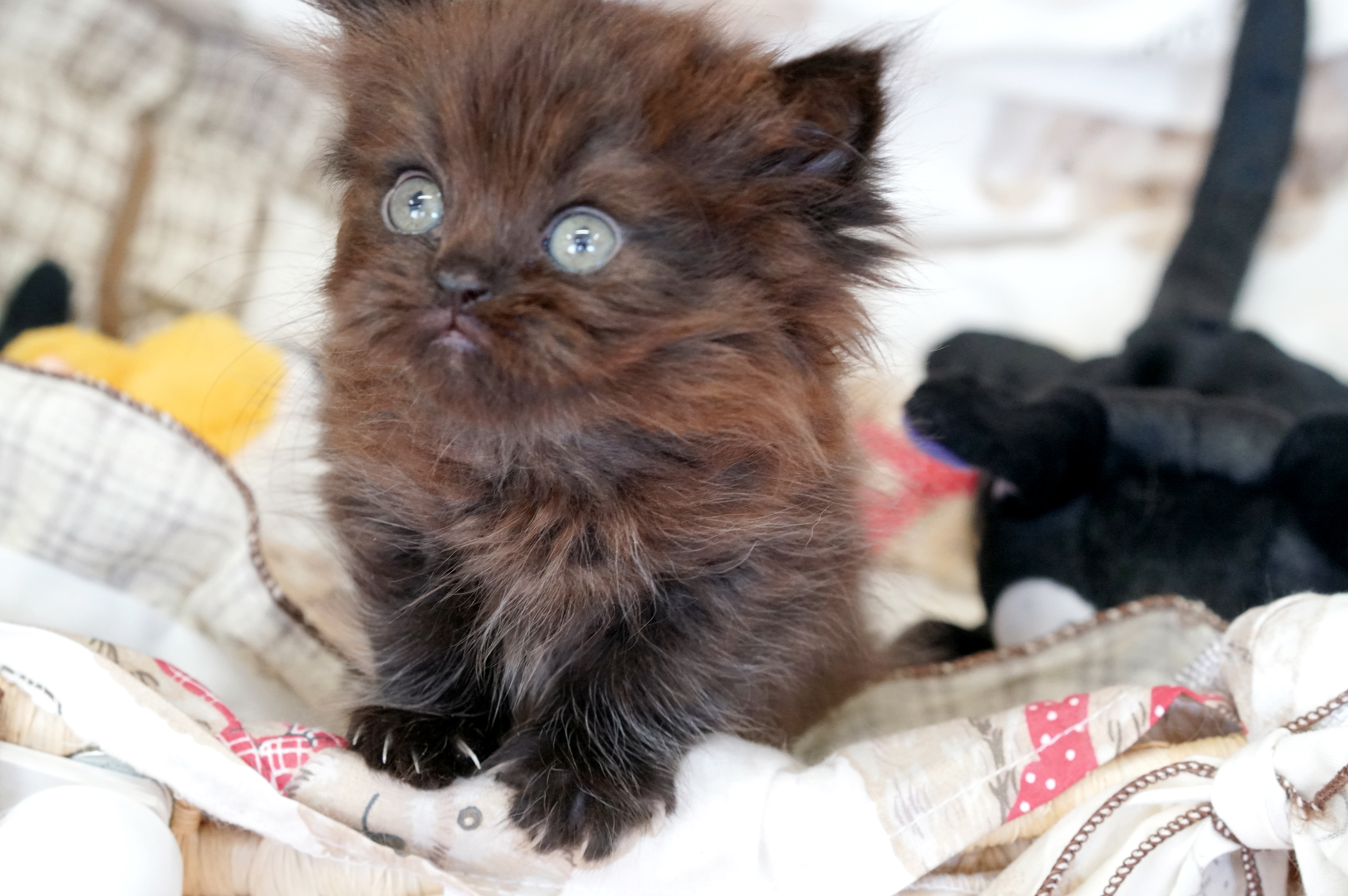 ペルシャ チョコレート 可愛い男の子 サイベリアン ラグドールの大型猫マンチカン ミヌエットの短足猫ねこブリーダーのフルーフィーコットです