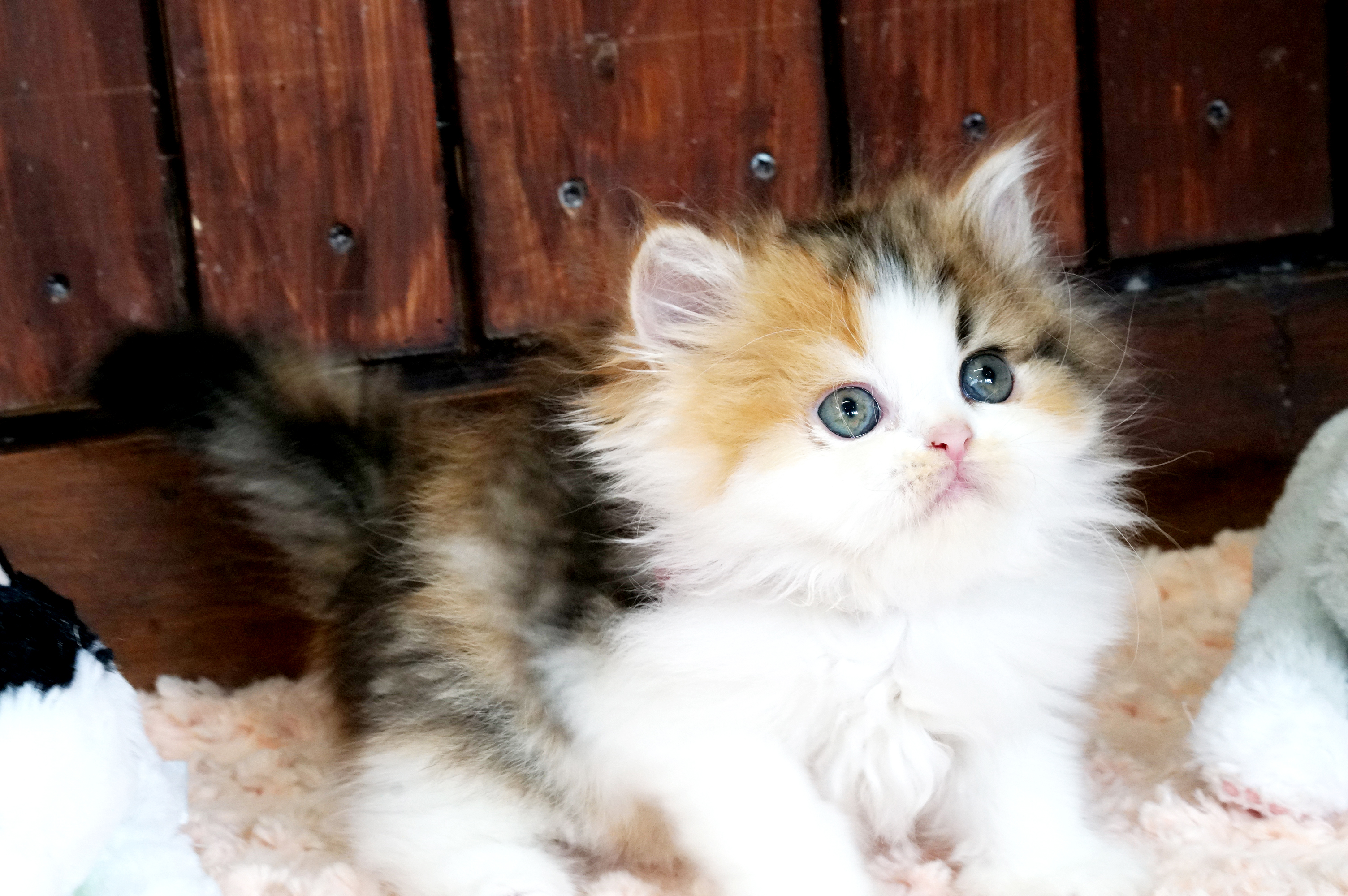 ペルシャ キャリコ 可愛い女の子 | サイベリアン・ラグドールの大型猫 