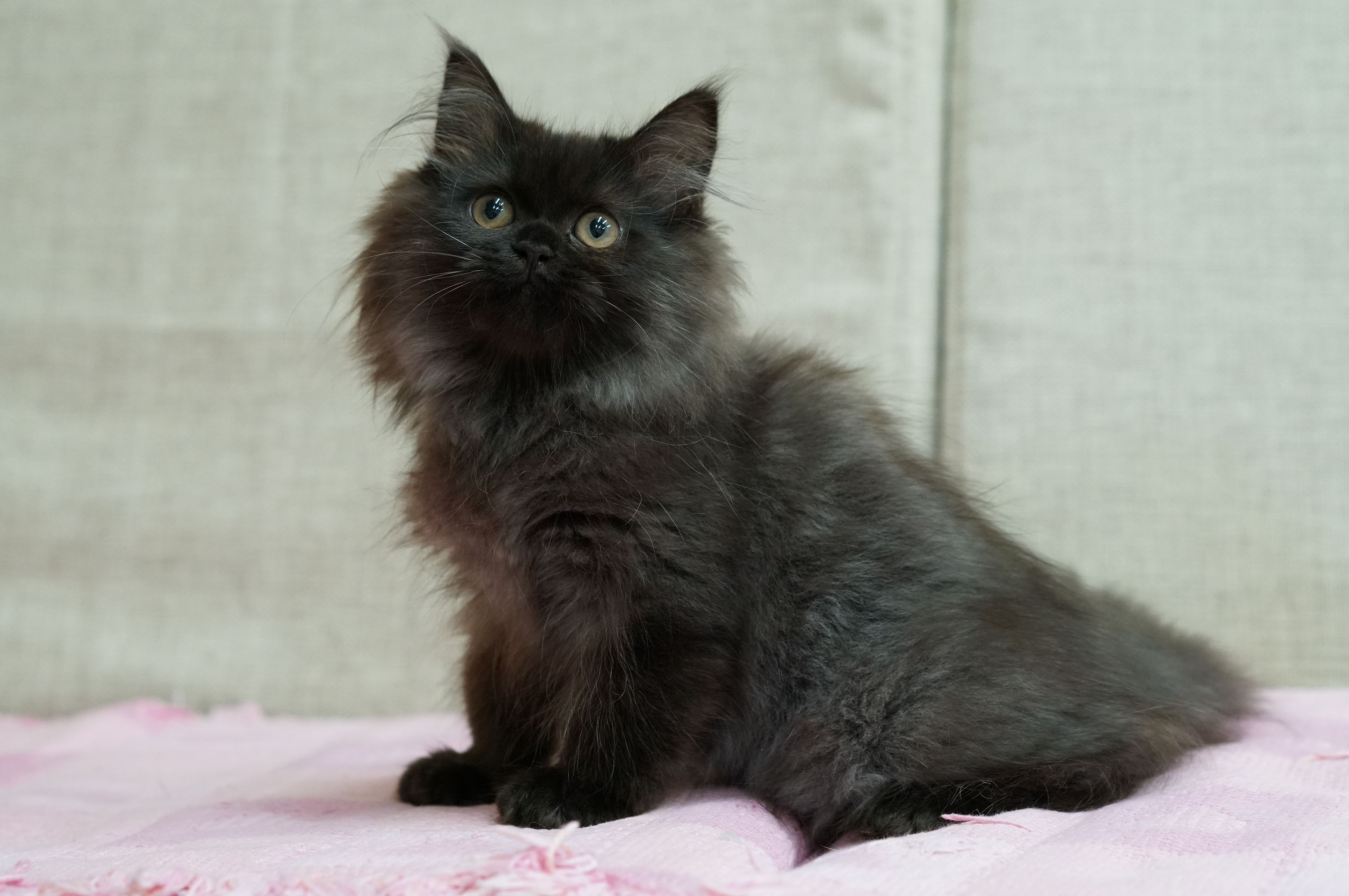ペルシャ ブラック かっこかわいい女の子 ペルシャ エキゾチックショートヘア ヒマラヤン 子猫ブリーダー販売はフルーフィーコット