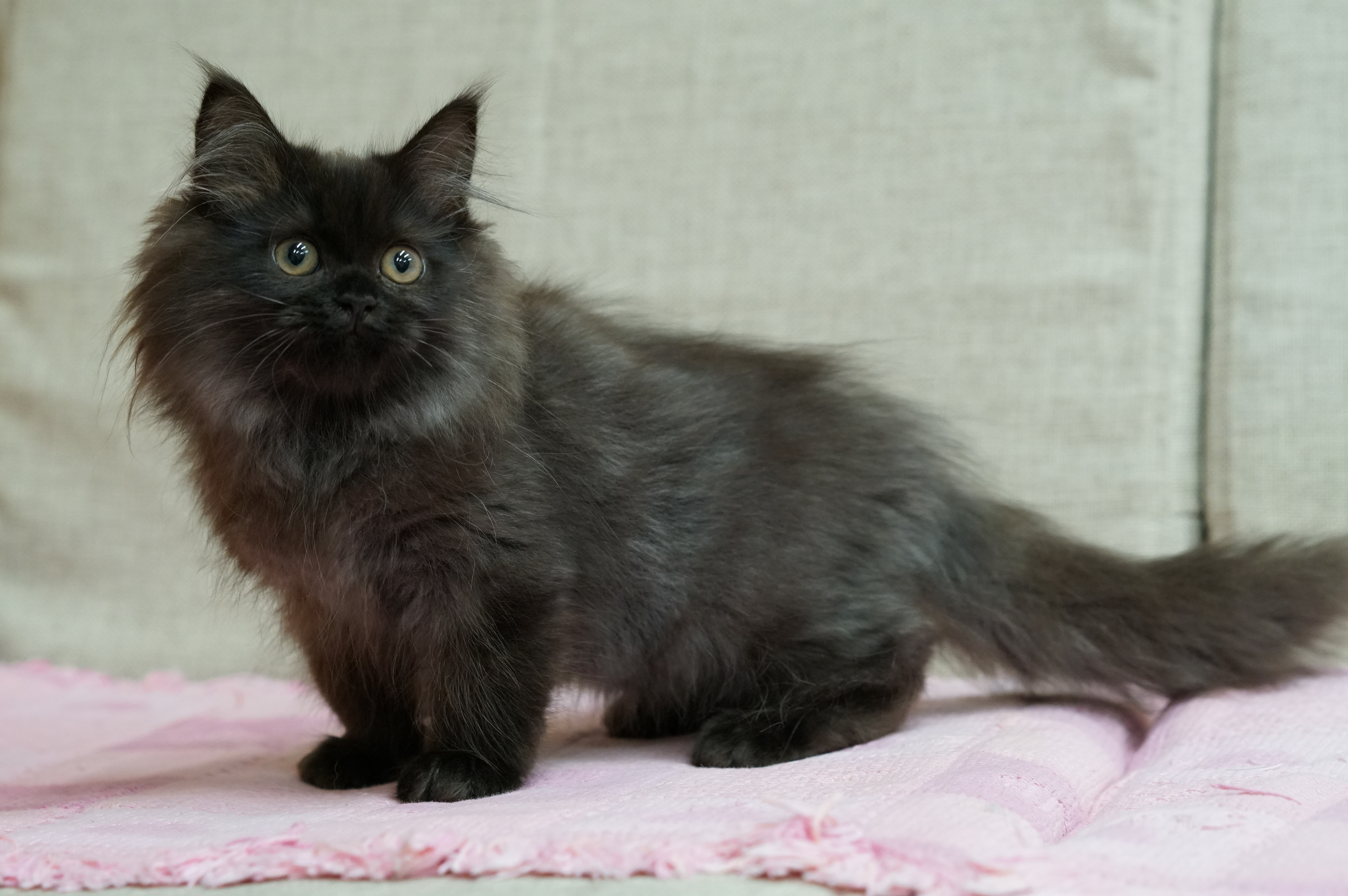 ペルシャ ブラック かっこかわいい女の子 サイベリアン ラグドール大型猫 ねこ ブリーダーのフルーフィーコットです