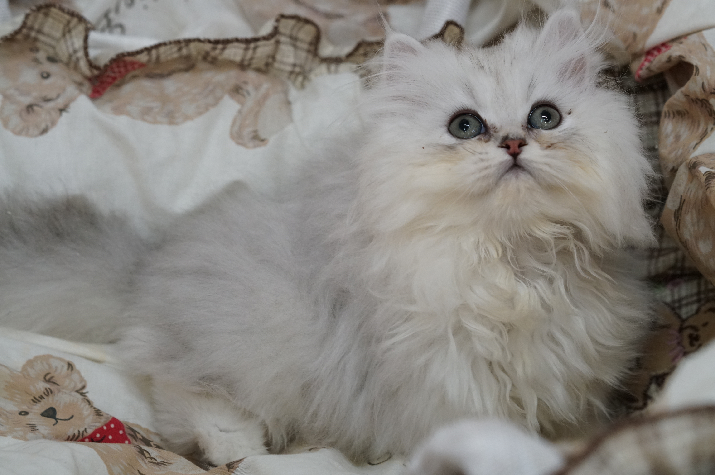 ペルシャ チンチラシルバー 可愛い女の子 サイベリアン ラグドールの大型猫マンチカン ミヌエットの短足猫ねこブリーダーのフルーフィーコットです