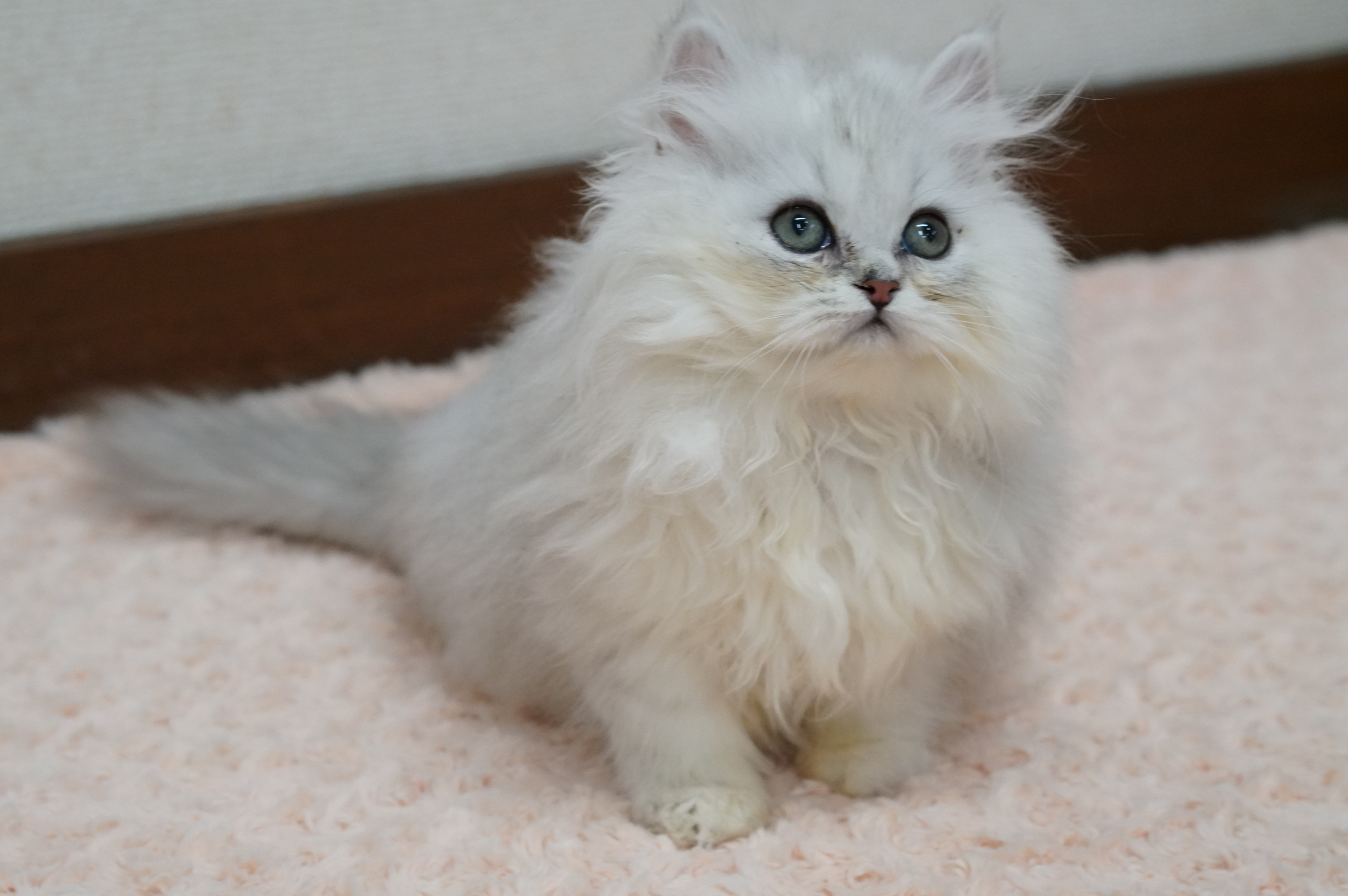 ペルシャ チンチラシルバー 可愛い女の子 サイベリアン ラグドール大型猫 ねこ ブリーダーのフルーフィーコットです