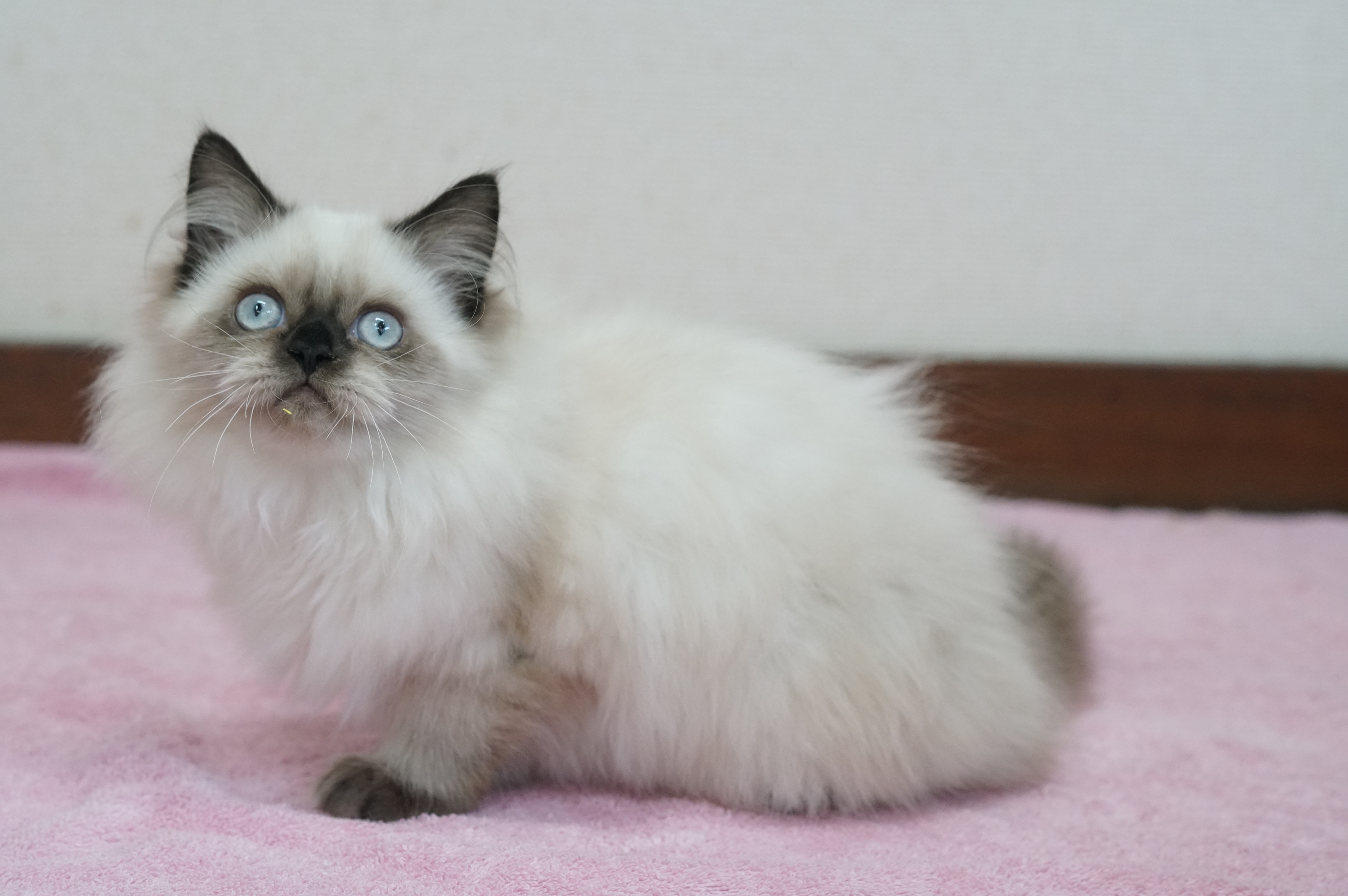ヒマラヤン シールポイント 可愛い女の子 サイベリアン ラグドール大型猫 ねこ ブリーダーのフルーフィーコットです
