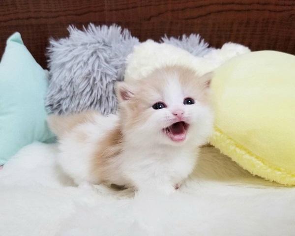 マンチカン 短足 クリームホワイト 可愛い女の子 サイベリアン ラグドールの大型猫マンチカン ミヌエットの短足猫ねこブリーダーのフルーフィーコットです