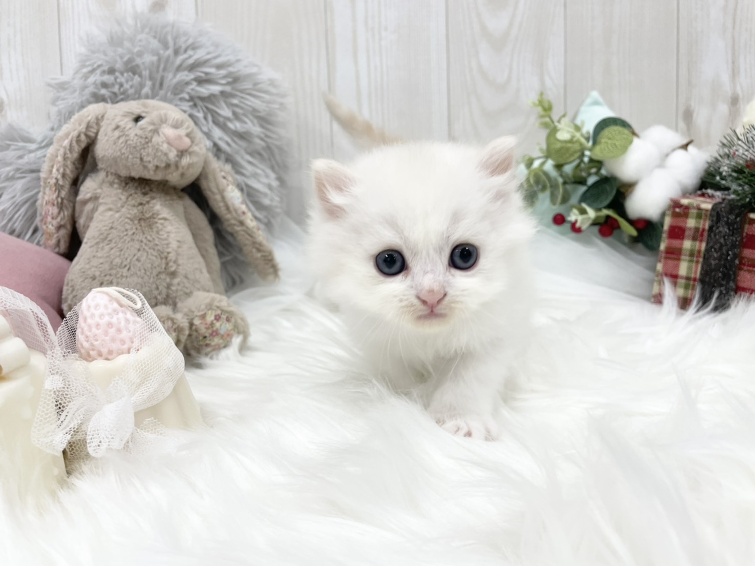 マンチカン レッド ホワイト 可愛い男の子 サイベリアン ラグドールの大型猫マンチカン ミヌエットの短足猫ねこブリーダーのフルーフィーコットです
